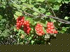 2008-101-limonnik-kitajskij..jpg