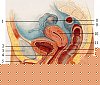 female_reproductive_system_lateral_nolabel.jpg